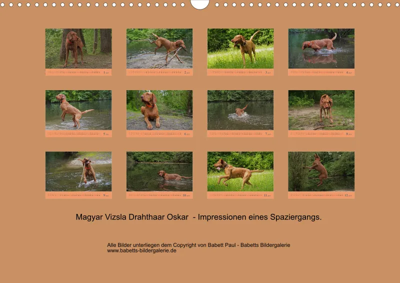 2025 A3 Faszination Magyar Vizsla