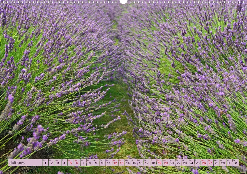 2025 A2 Farbzauber Lavendel