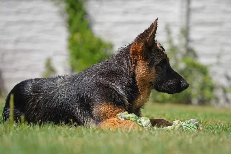 Kissen 60x40 Schäferhund