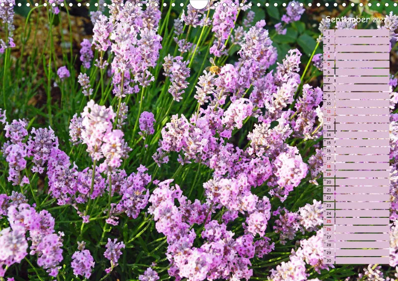 2027 A3 Terminplaner Farbzauber Lavendel
