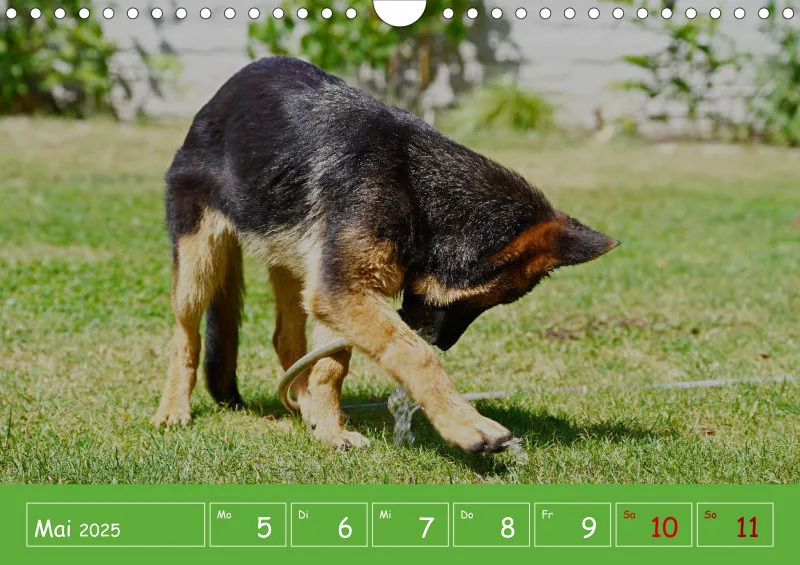 A4 2025 Wochenkalender Schäferhündin