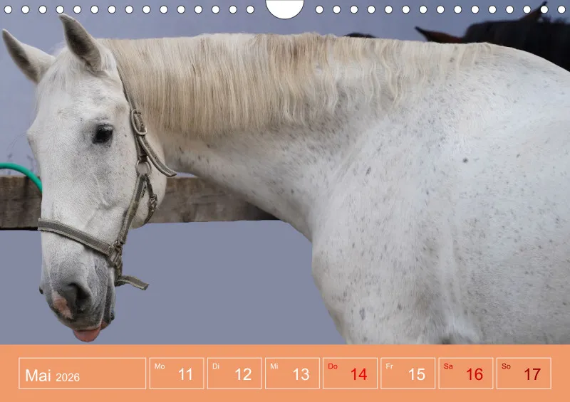 2026 A4 Faszination Reitsport - Wochenkalender