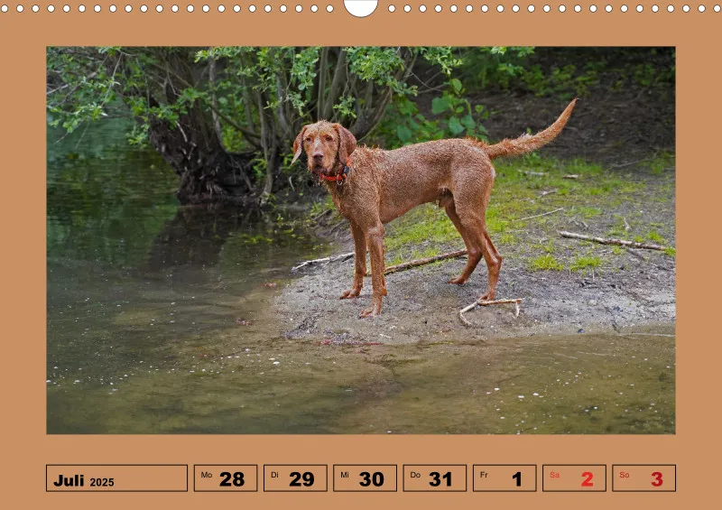 2025 A3 Wochenkalender Faszination Magyar Vizsla