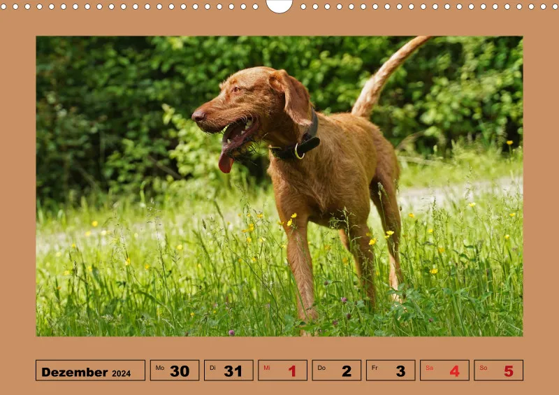 2025 A3 Wochenkalender Faszination Magyar Vizsla