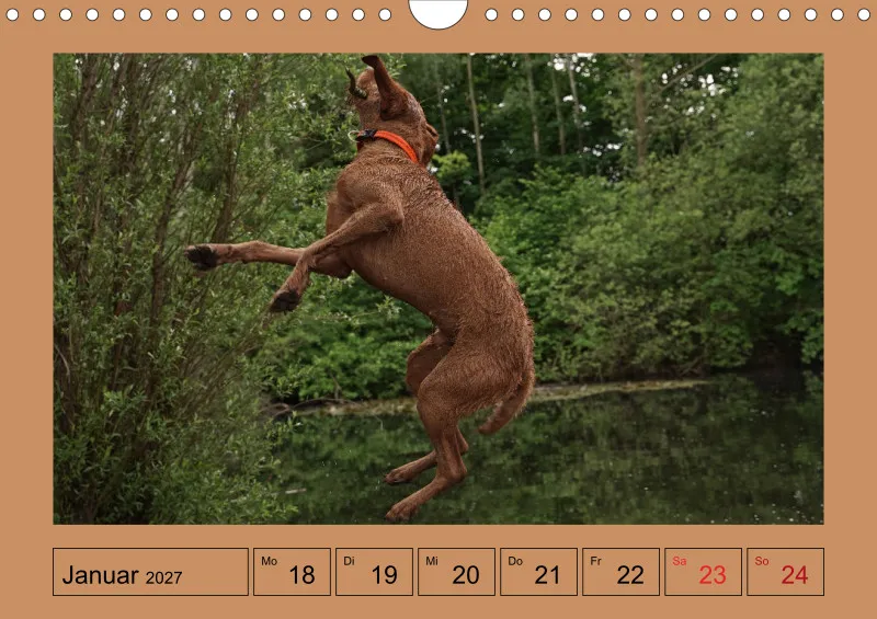 2027 A4 Wochenkalender Faszination Magyar Vizsla