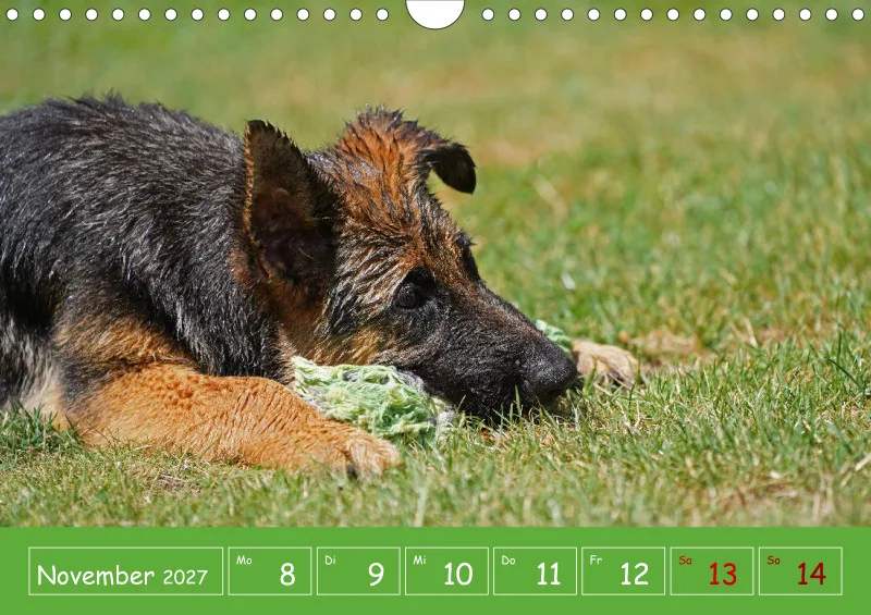 A4 2027 Wochenkalender Schäferhündin