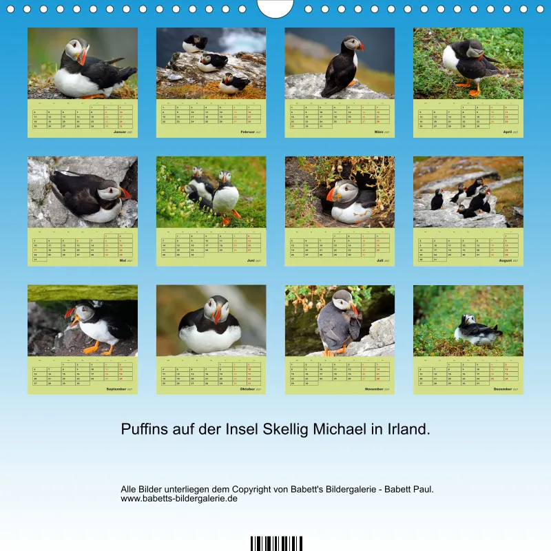 2027 Quadrat Papageitaucher - kleine Vögel ganz groß!