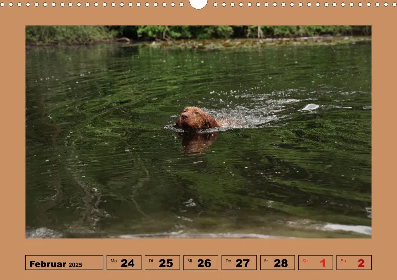 2025 A3 Wochenkalender Faszination Magyar Vizsla