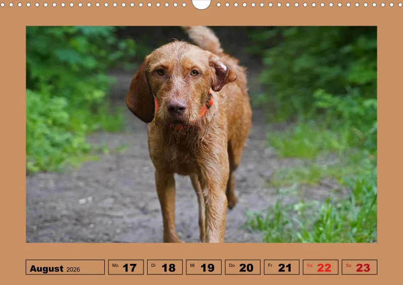 2026 A3 Wochenkalender Faszination Magyar Vizsla