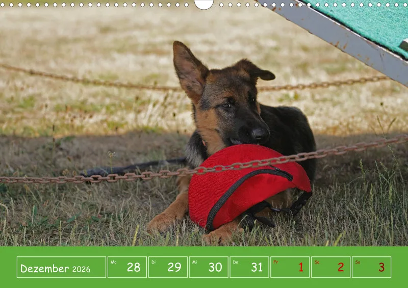 A3 2026 Wochenkalender Schäferhund