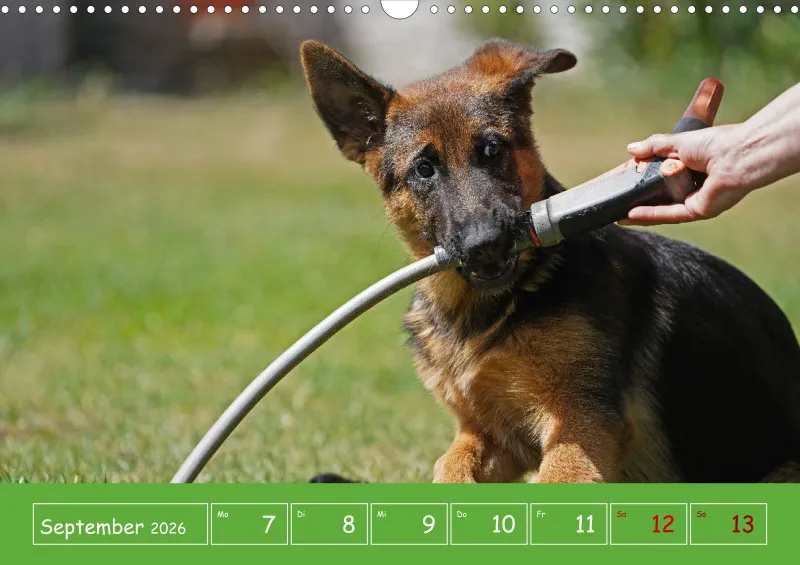 A3 2026 Wochenkalender Schäferhund