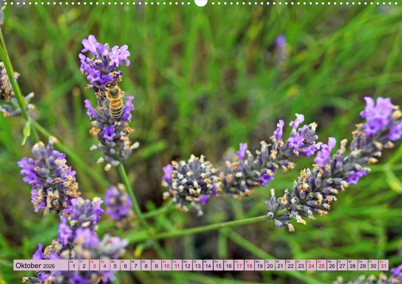 2026 A2 Farbzauber Lavendel