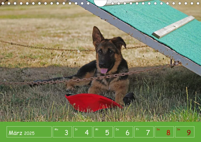 A4 2025 Wochenkalender Schäferhündin