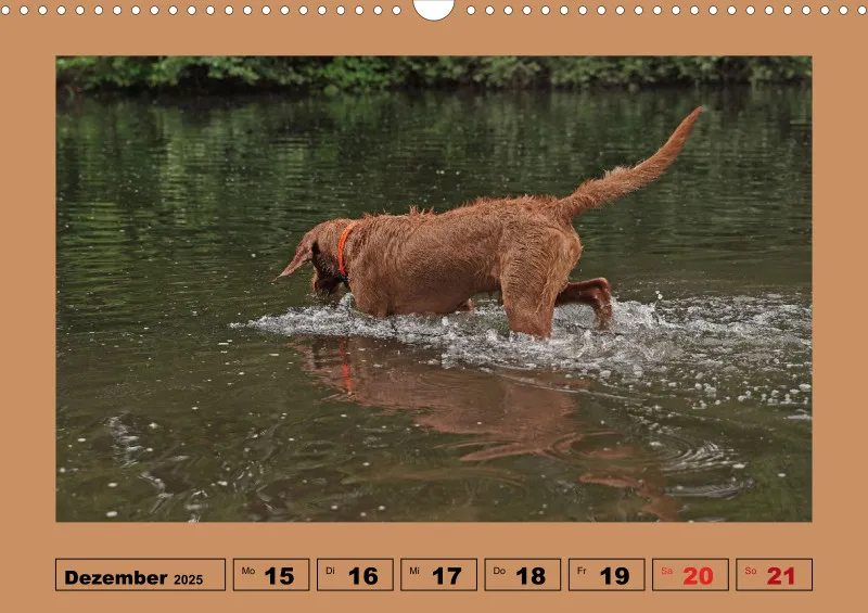 2025 A3 Wochenkalender Faszination Magyar Vizsla