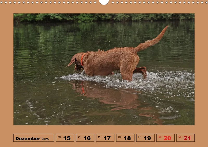 2025 A3 Wochenkalender Faszination Magyar Vizsla