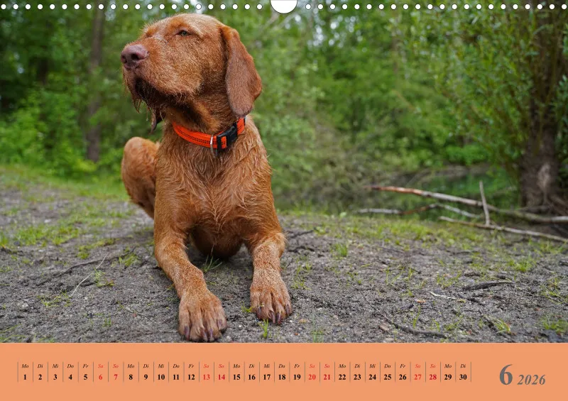 2026 A3 Faszination Magyar Vizsla