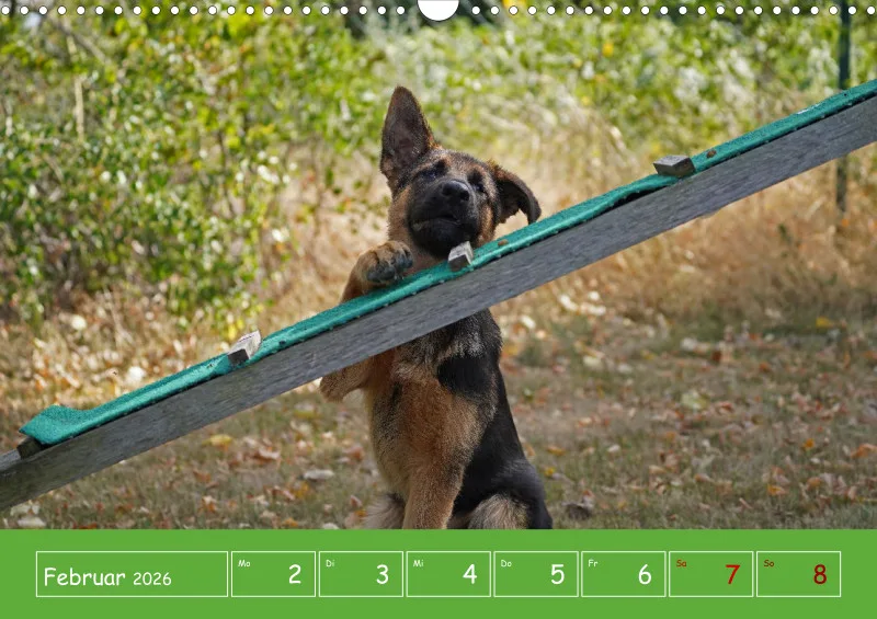 A3 2026 Wochenkalender Schäferhund