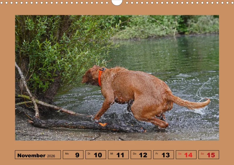2026 A3 Wochenkalender Faszination Magyar Vizsla