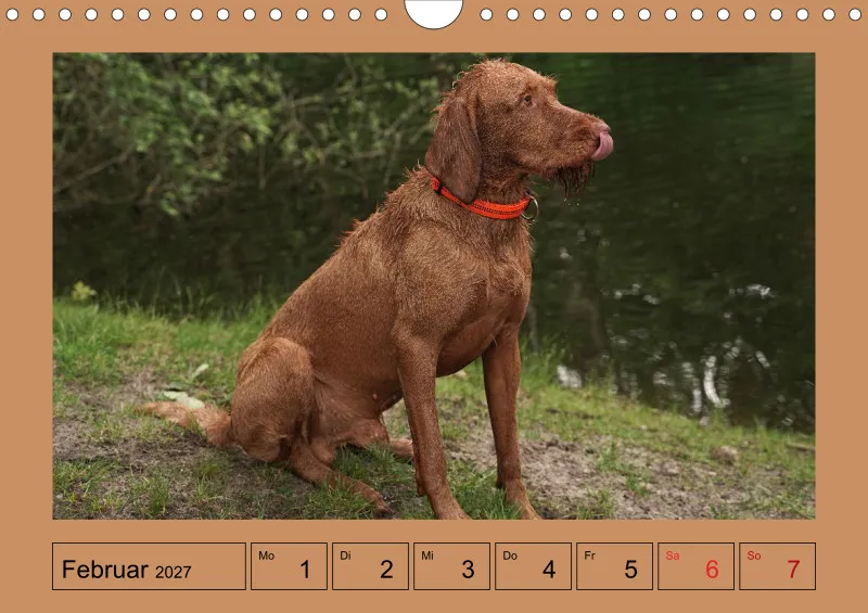 2027 A4 Wochenkalender Faszination Magyar Vizsla