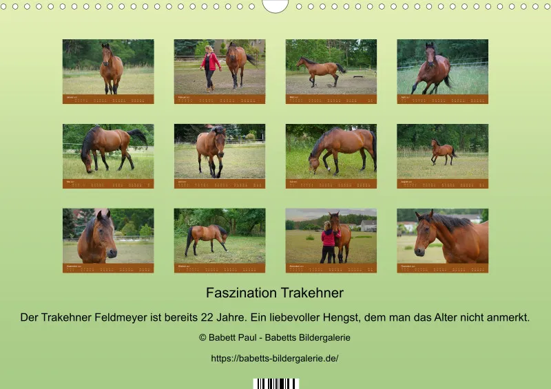 2027 A3 Faszination Trakehner