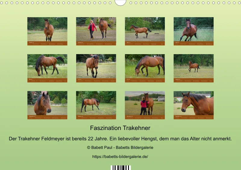 2027 A3 Faszination Trakehner