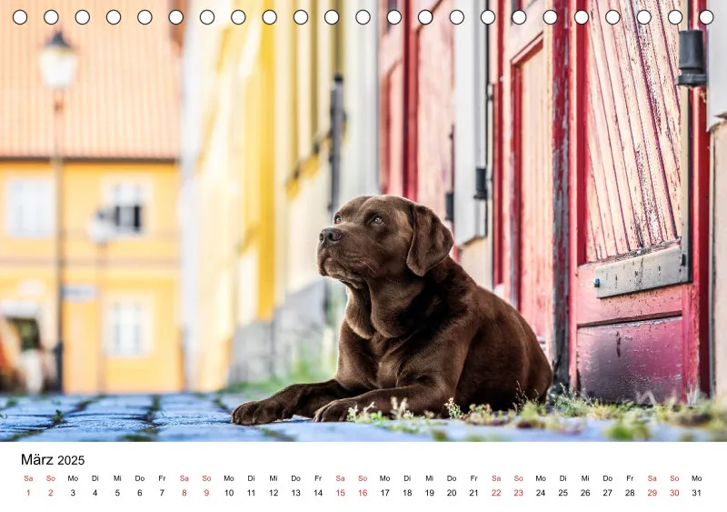 Tischkalender Berlin City Dogs