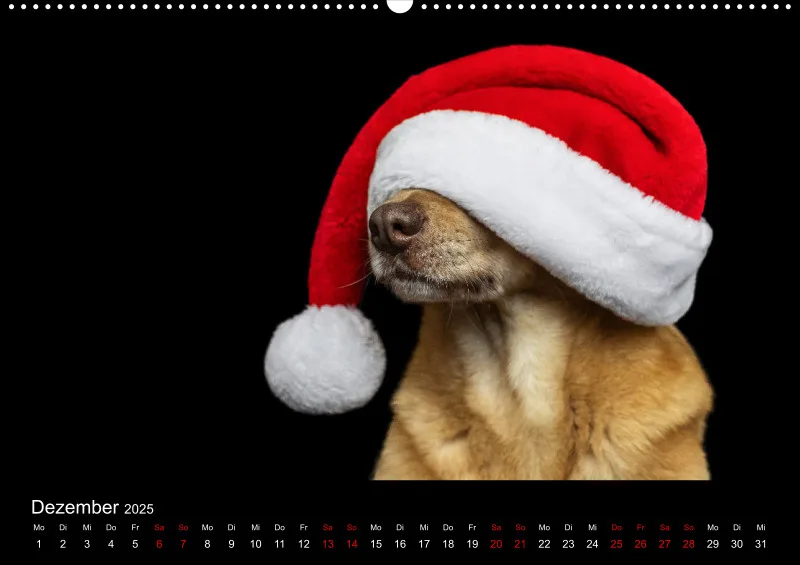 Hunde im Fokus A2