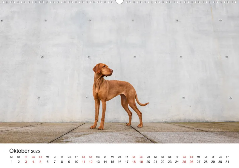 Berlin City Dogs A2