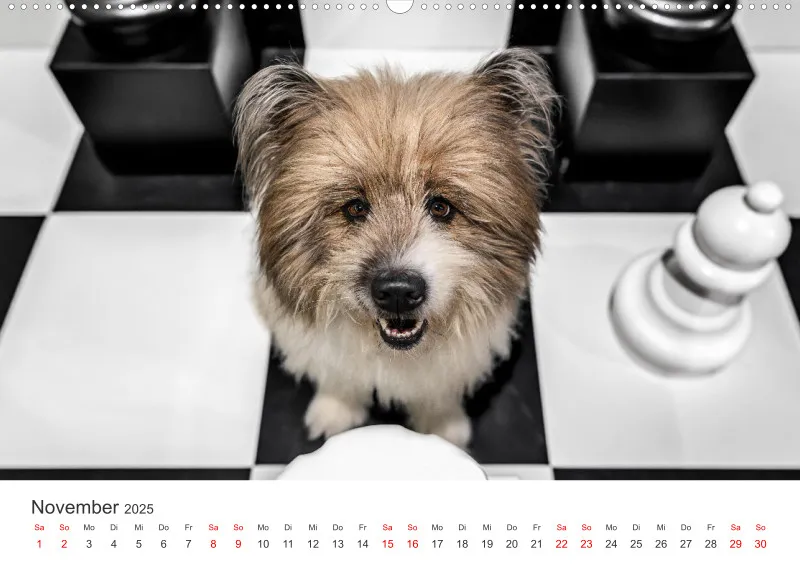 Hunde im Fokus A2