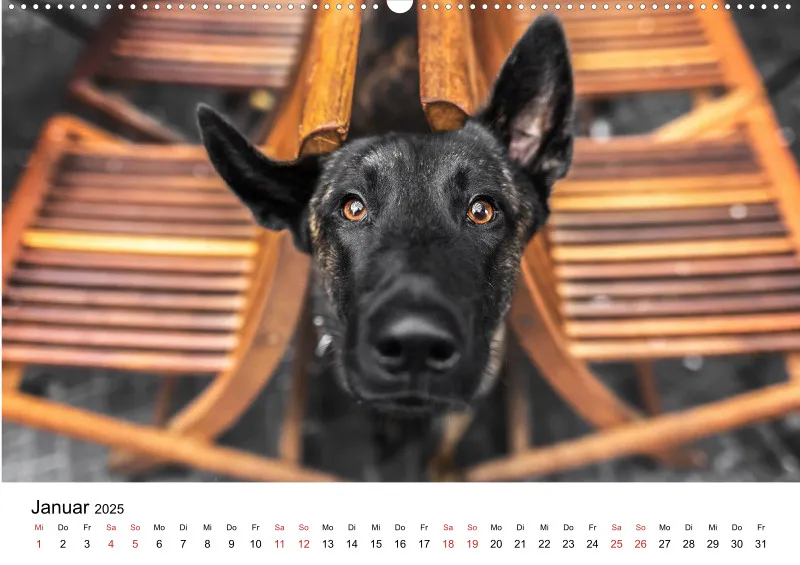 Berlin City Dogs A2