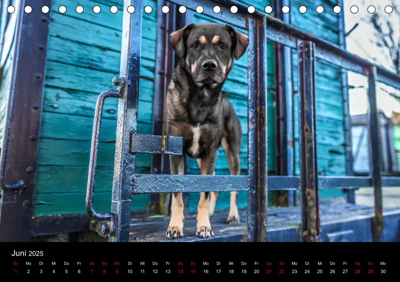 Hunde im Fokus A5