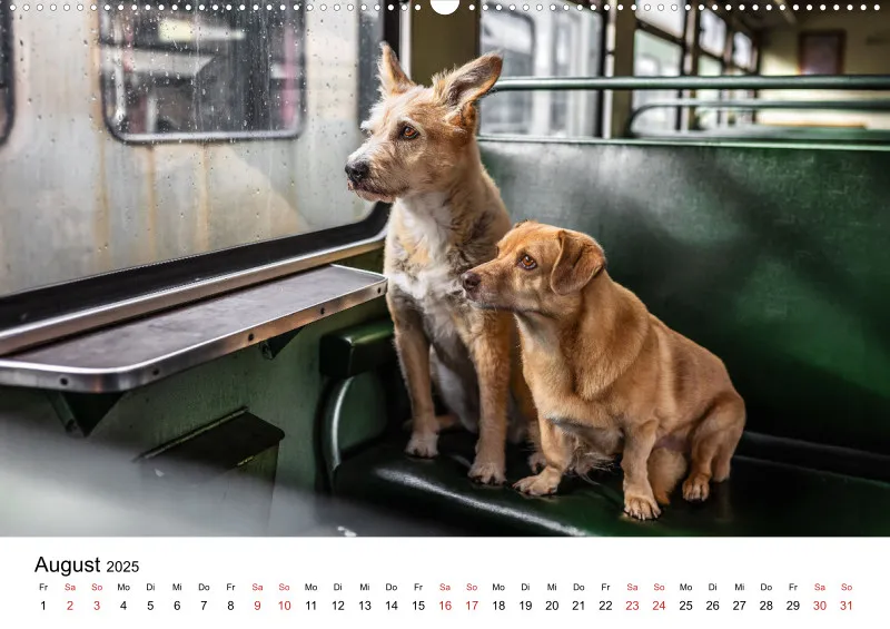 Berlin City Dogs A2
