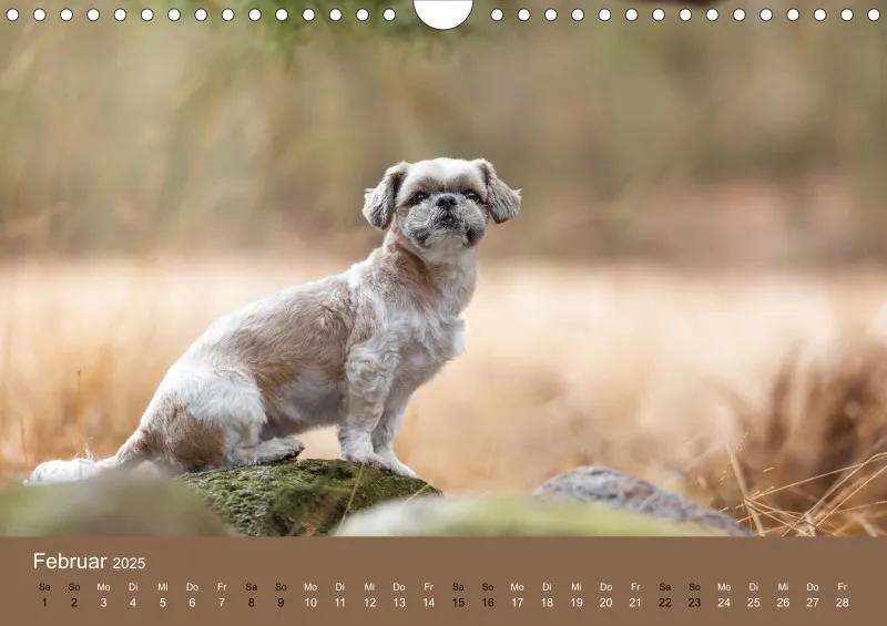 Hunde im Fokus A4