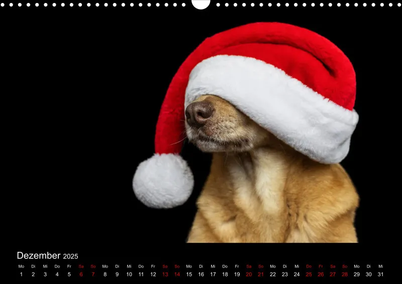 Hunde im Fokus A3