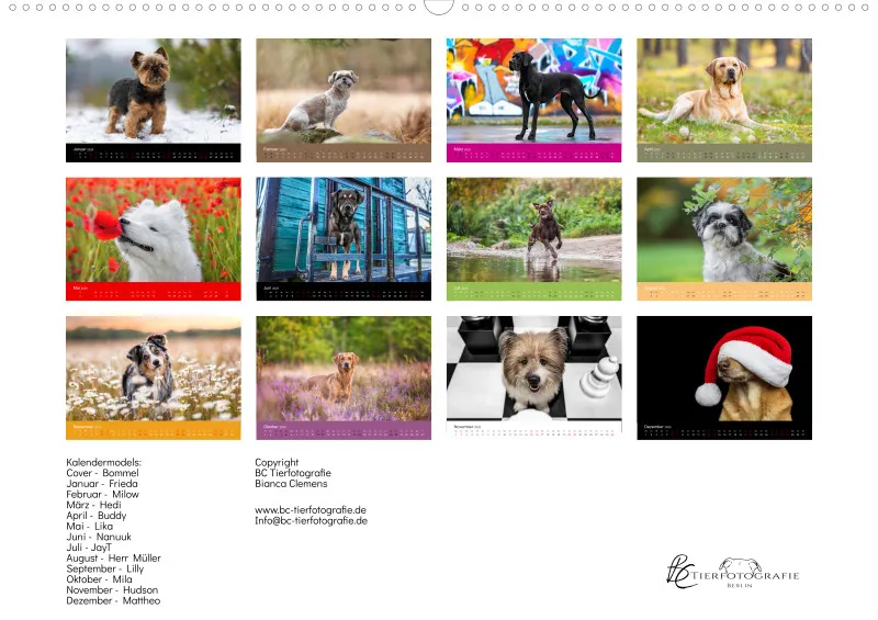 Hunde im Fokus A2