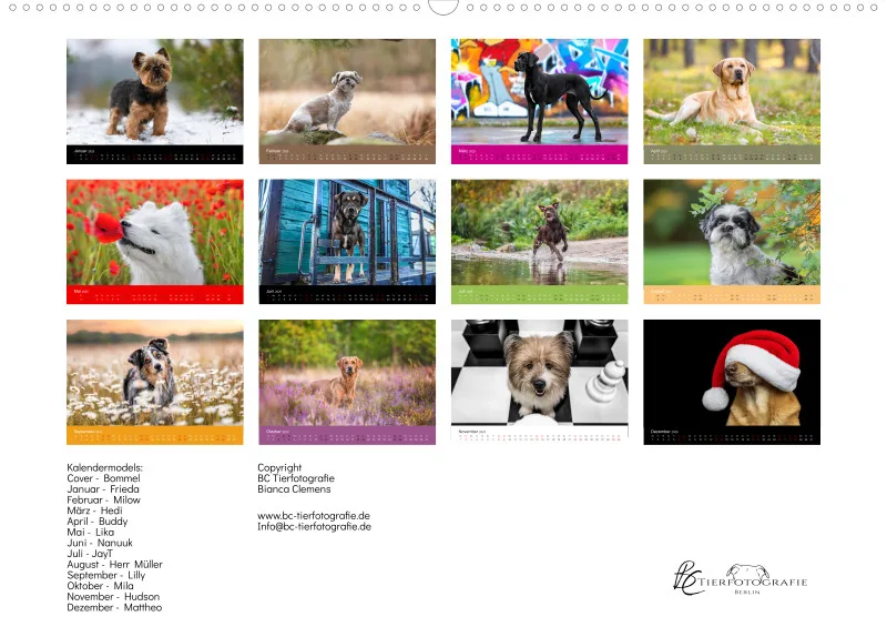 Hunde im Fokus A2