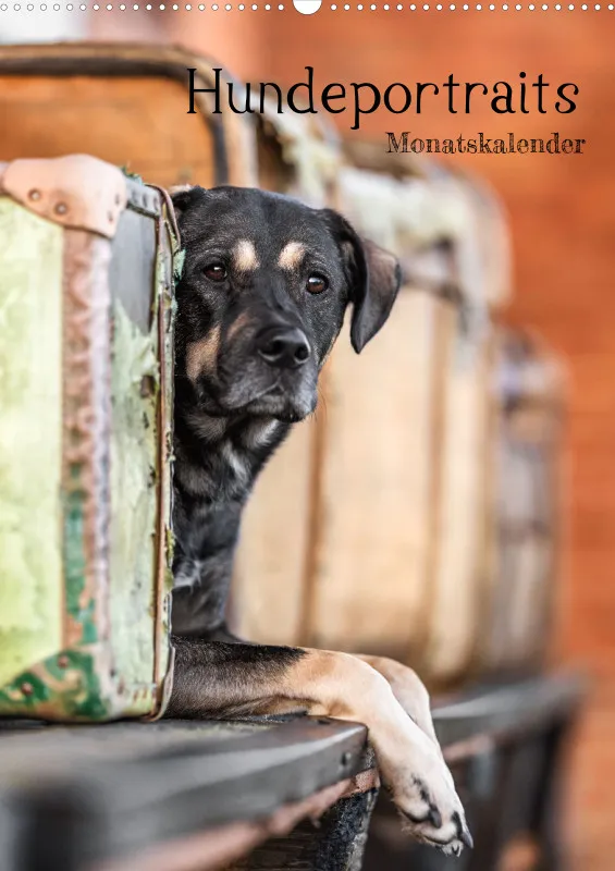 Hundeportraits A2