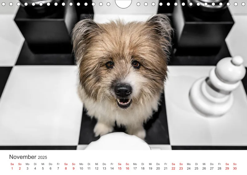 Hunde im Fokus A4