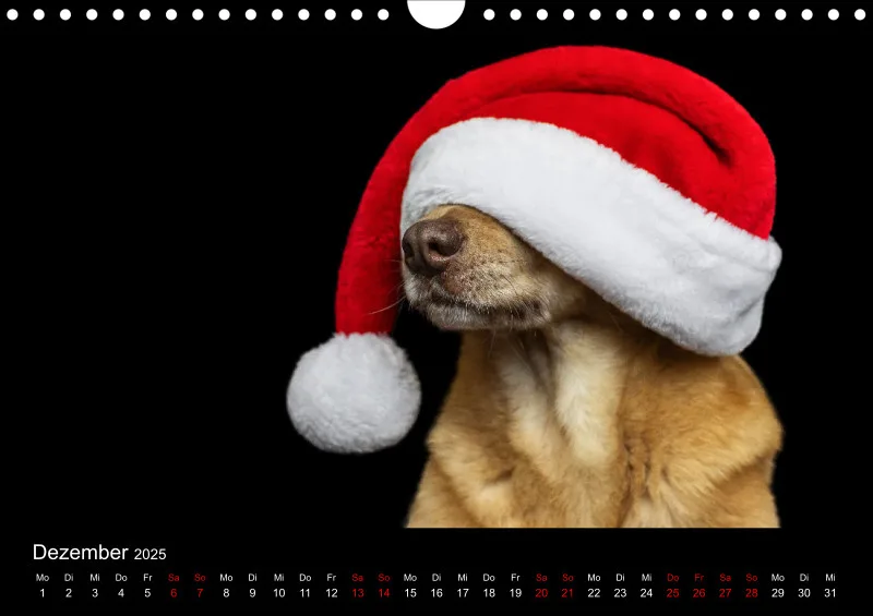 Hunde im Fokus A4