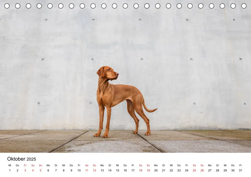 Tischkalender Berlin City Dogs