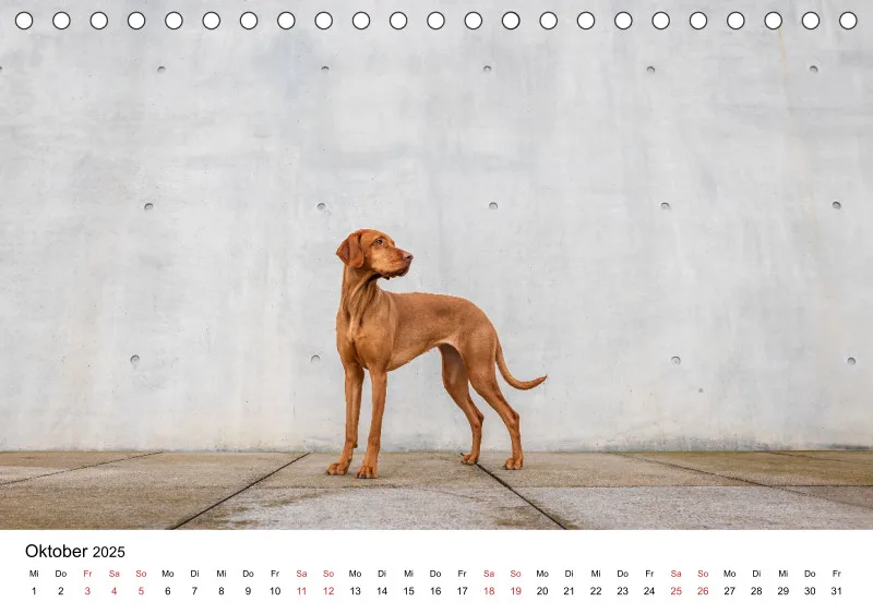 Tischkalender Berlin City Dogs