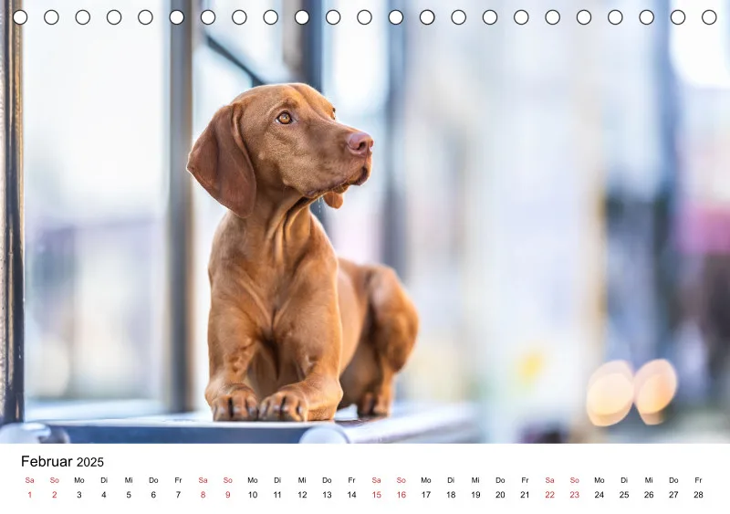 Tischkalender Berlin City Dogs