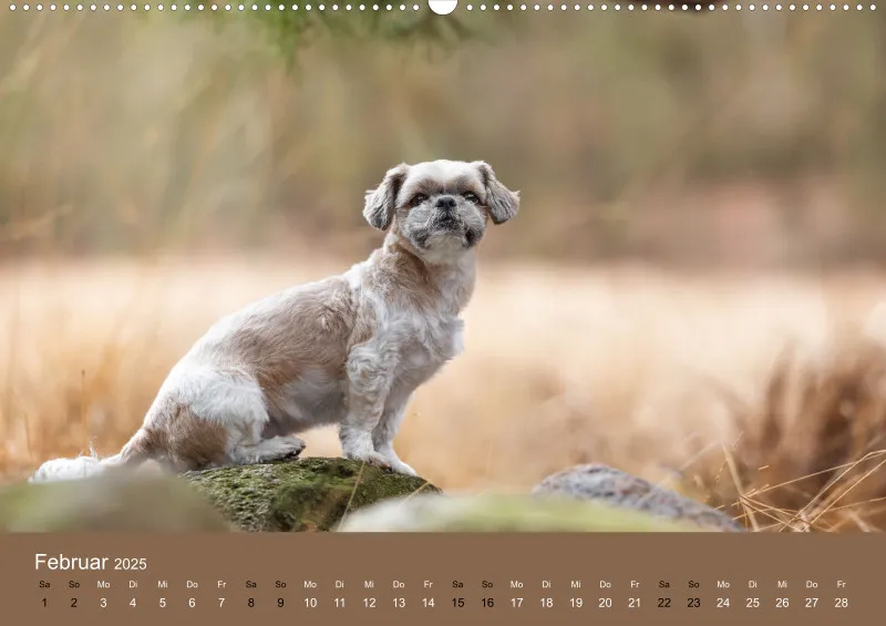 Hunde im Fokus A2
