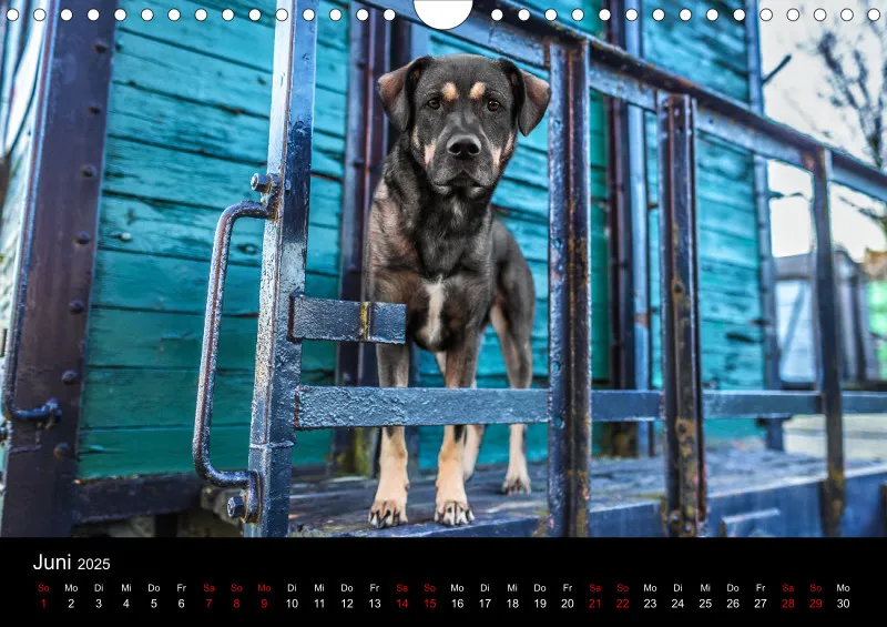 Hunde im Fokus A4