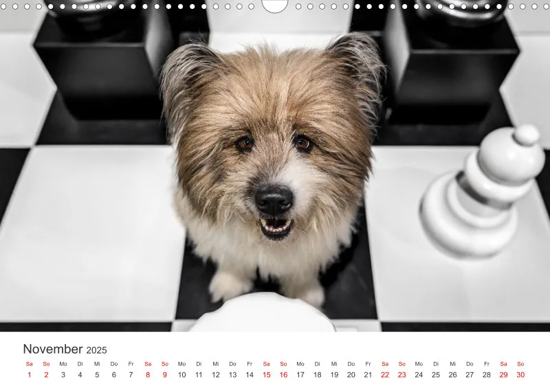 Hunde im Fokus A3