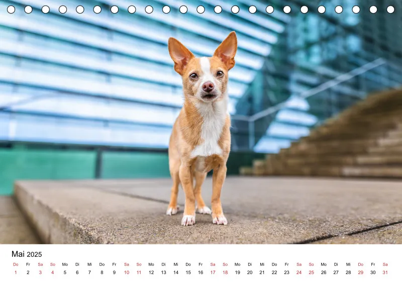 Tischkalender Berlin City Dogs