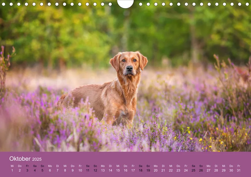 Hunde im Fokus A4