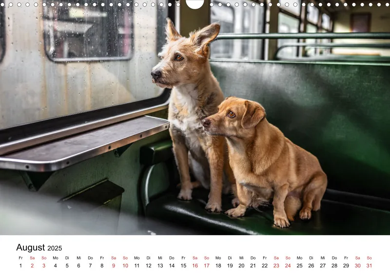 Berlin City Dogs A3