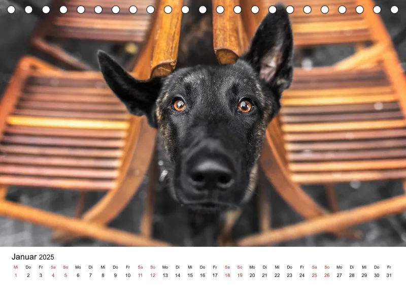 Tischkalender Berlin City Dogs