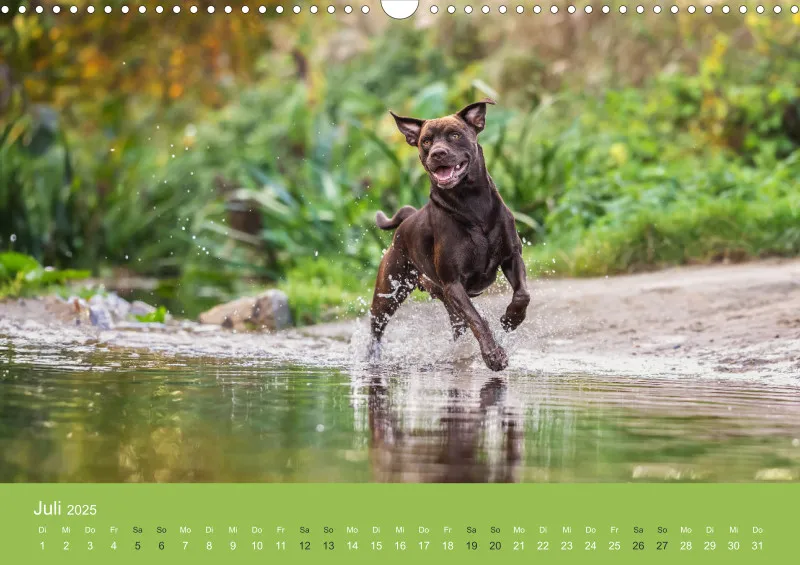 Hunde im Fokus A3